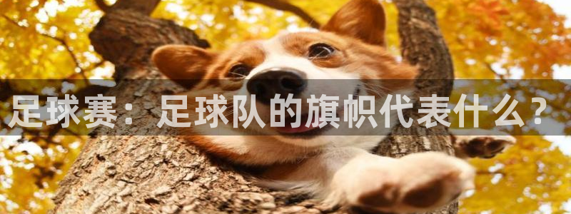 足球赛：足球队的旗帜代表什么？